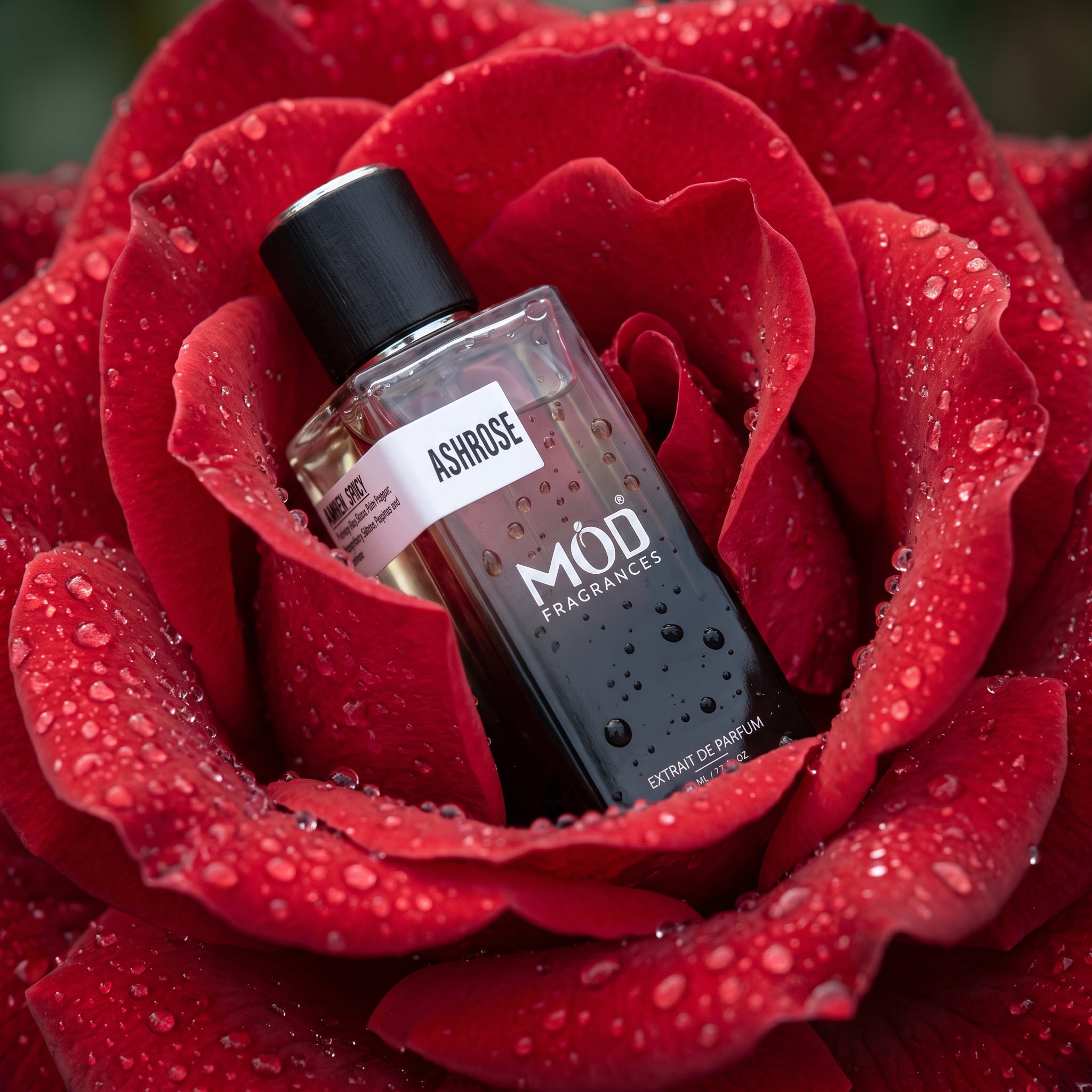 A rectangular glass perfume bottle by MOD Fragrances, labeled "AshRose" is nestled inside vibrant velvety red rose with clear water drops on its petals.