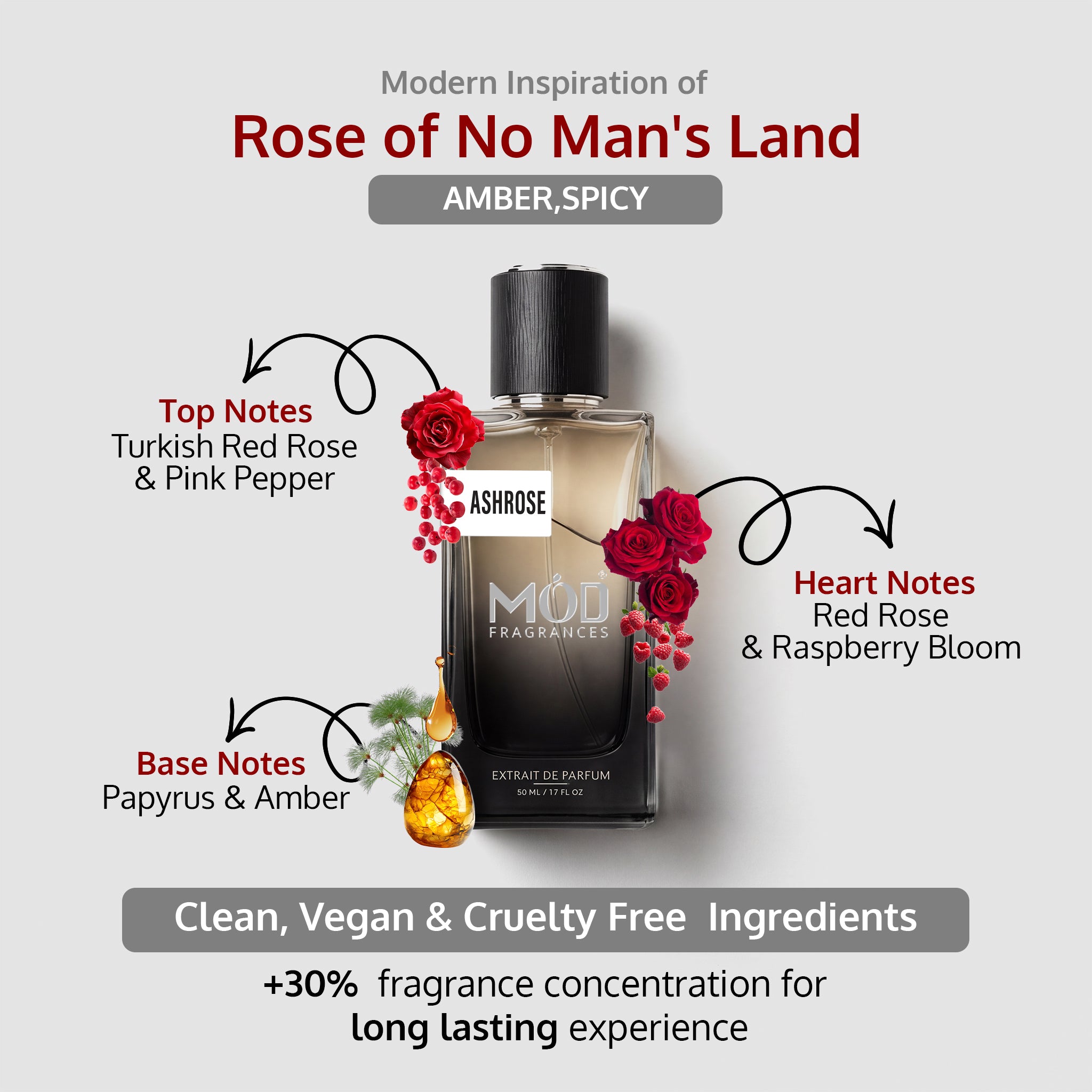 An informational graphic for MOD Fragrances' "AshRose" displays the bottle in the center, with arrows pointing to the top, heart, and base notes, listing ingredients like Turkish red rose, pink pepper, red rose, raspberry bloom and its juice splash, papyrus & Amber, and highlighting its clean, vegan, and cruelty-free composition. Amber spicy unisex fragrance Inspired by Rose of No Man’s land.